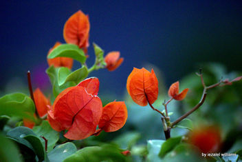 Bougainvillea by iezalel williams IMG_1307-002 - Free image #461835